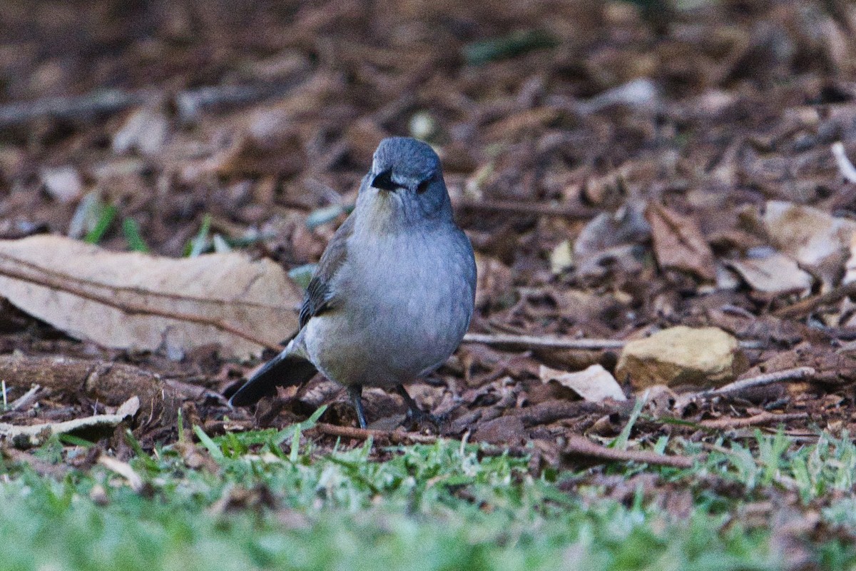Gray Shrikethrush - ML637532927