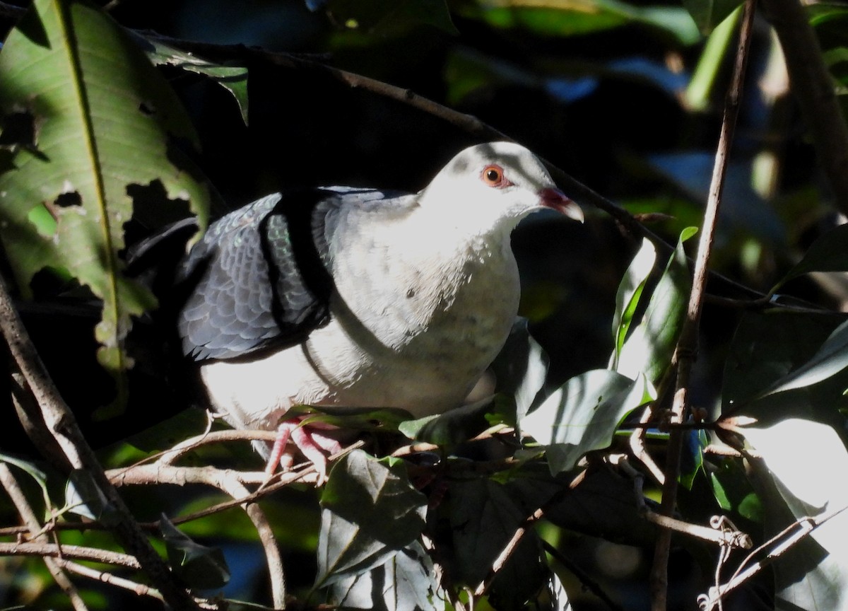 White-headed Pigeon - ML637532969