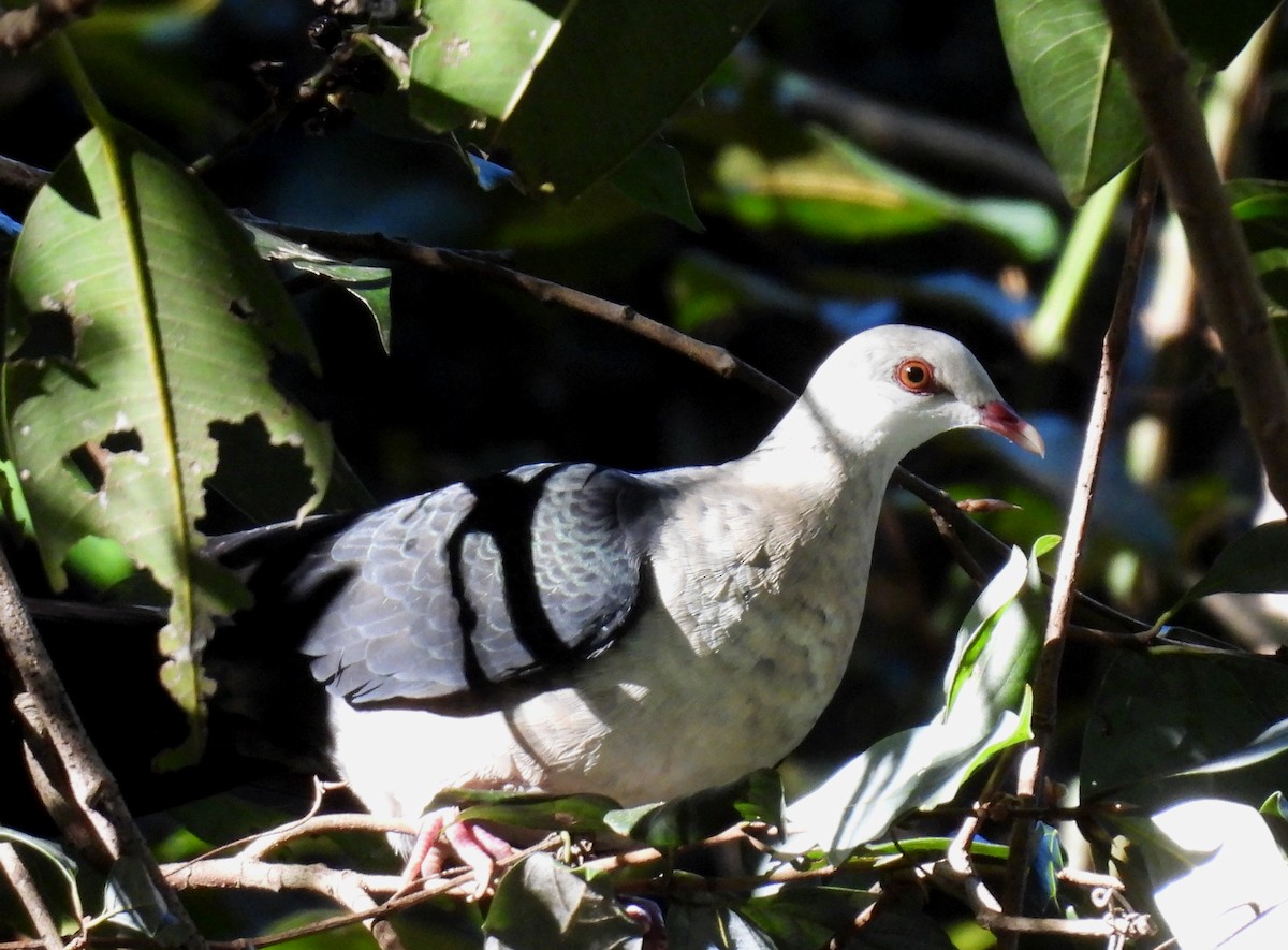 White-headed Pigeon - ML637532972