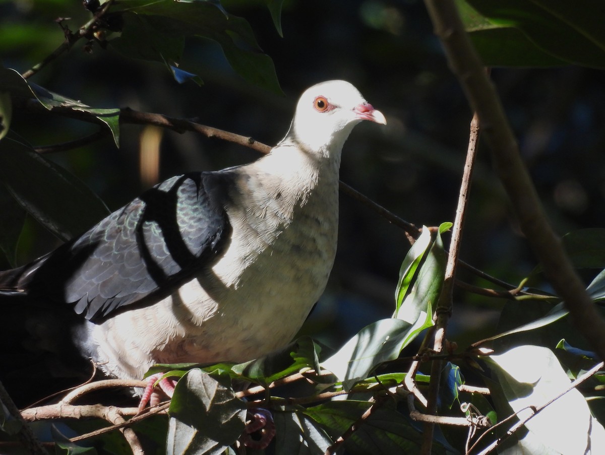 White-headed Pigeon - ML637532973