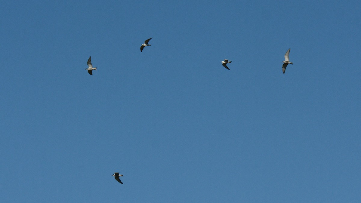White-winged Tern - ML637532975