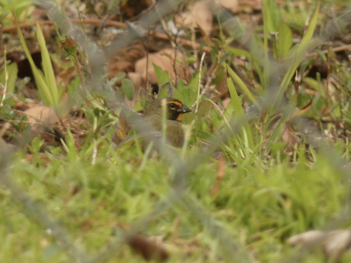 Yellow-faced Grassquit - ML637532976