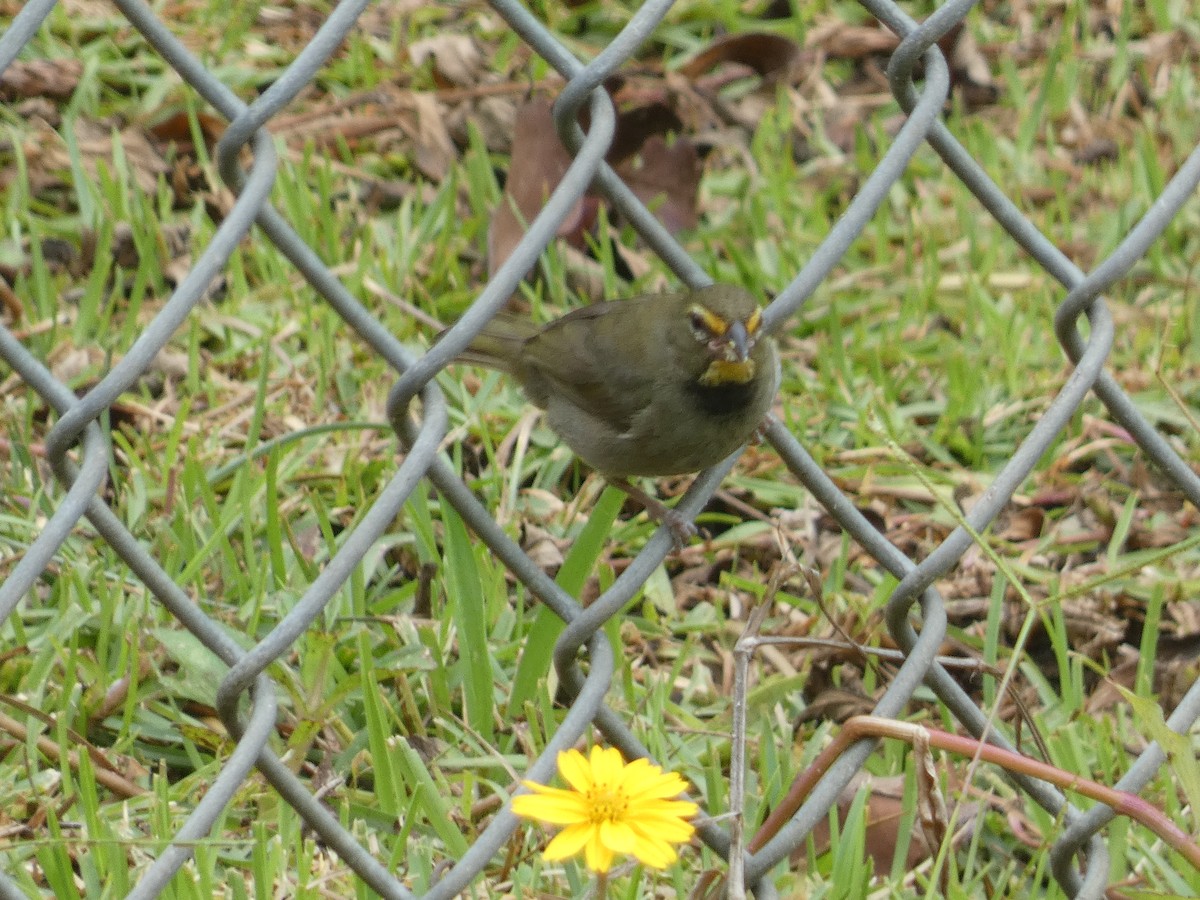 Yellow-faced Grassquit - ML637532978
