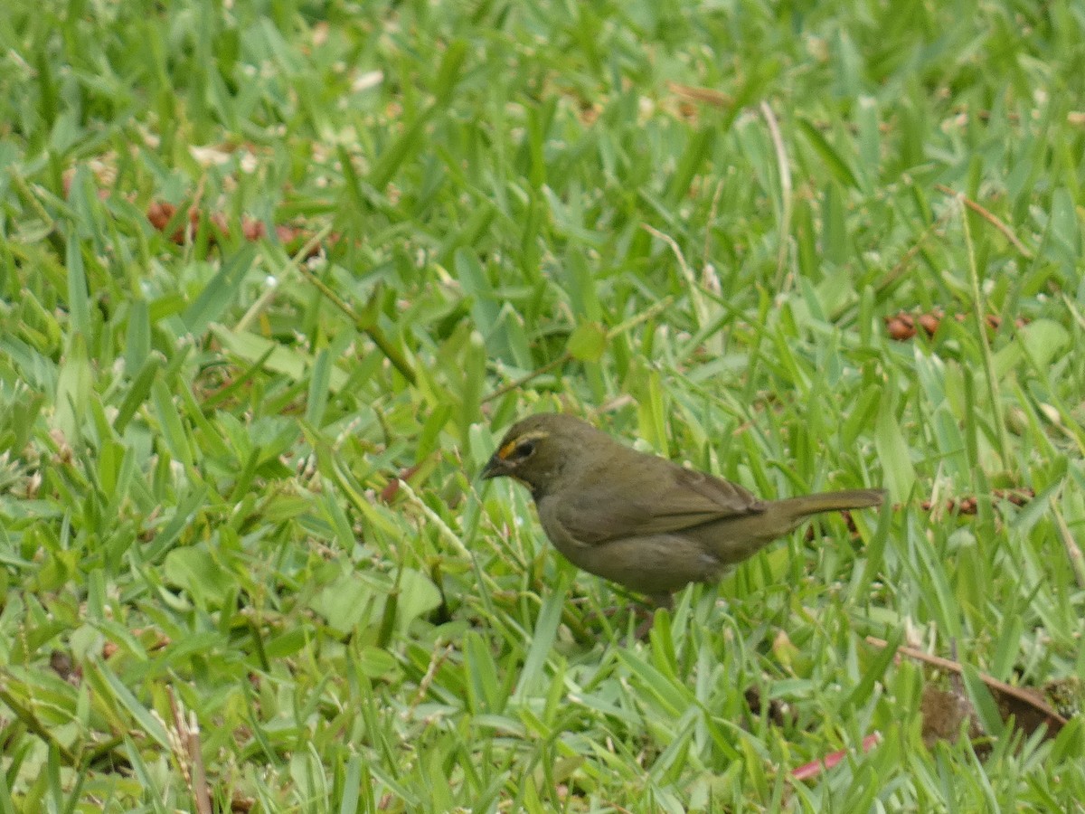 Yellow-faced Grassquit - ML637532979