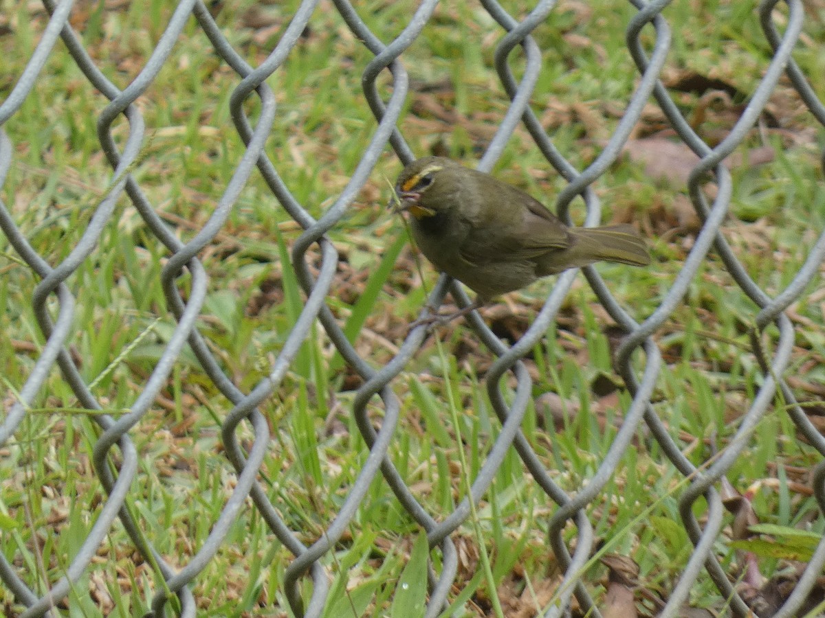 Yellow-faced Grassquit - ML637532980
