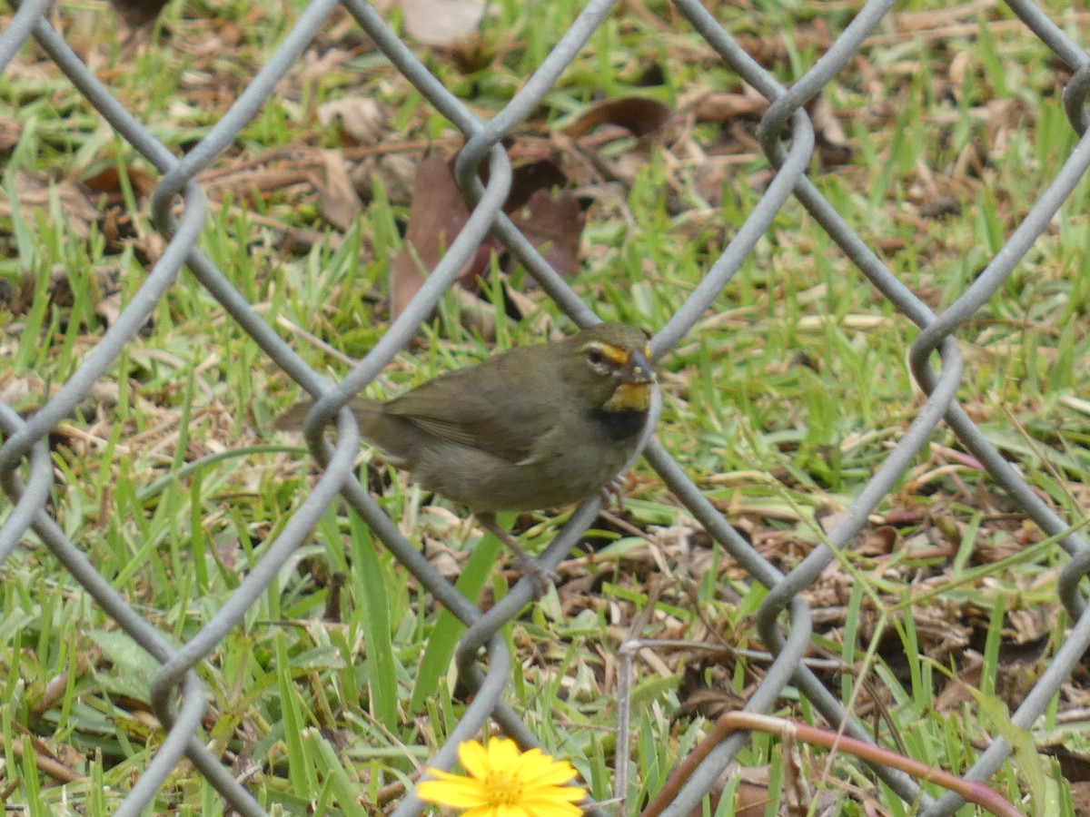 Yellow-faced Grassquit - ML637532981