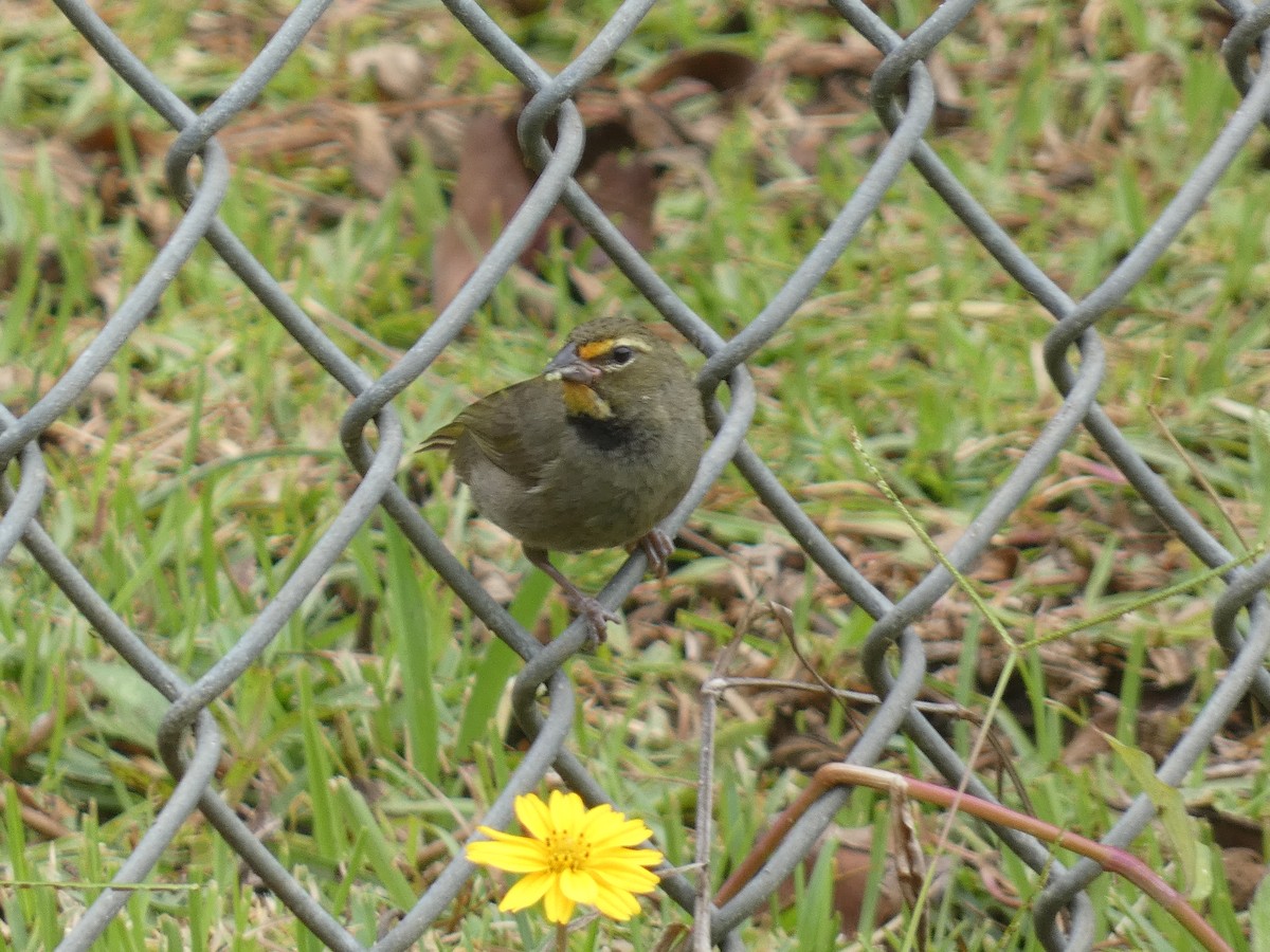 Yellow-faced Grassquit - ML637532982