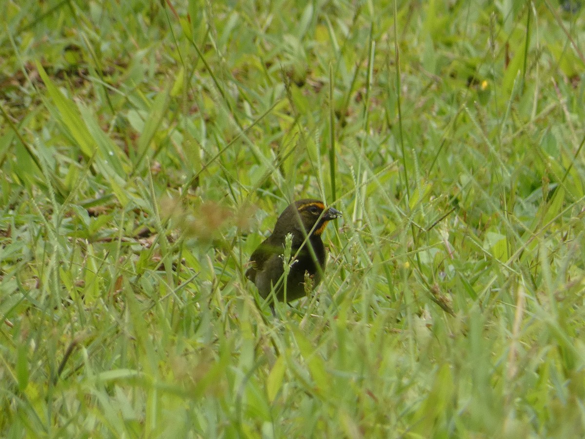 Yellow-faced Grassquit - ML637532983