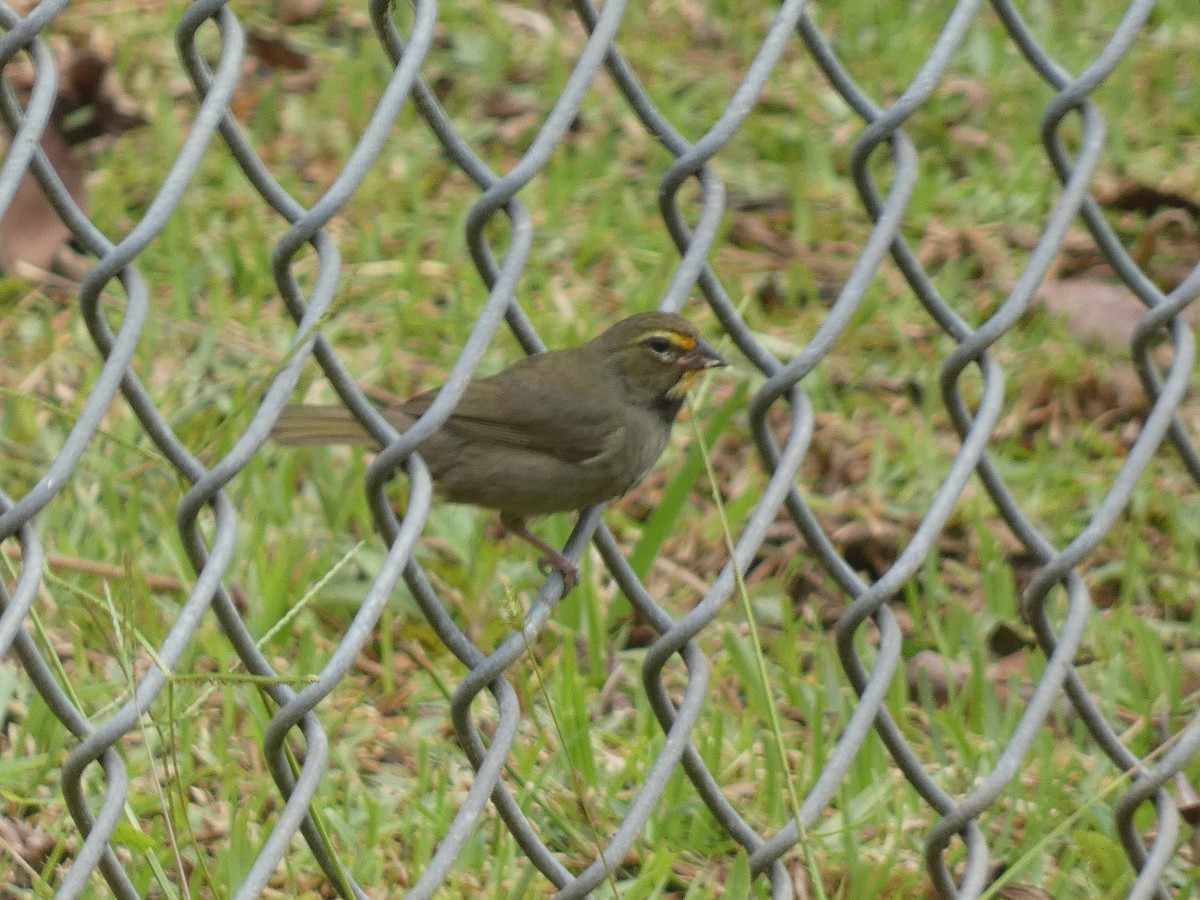 Yellow-faced Grassquit - ML637532984