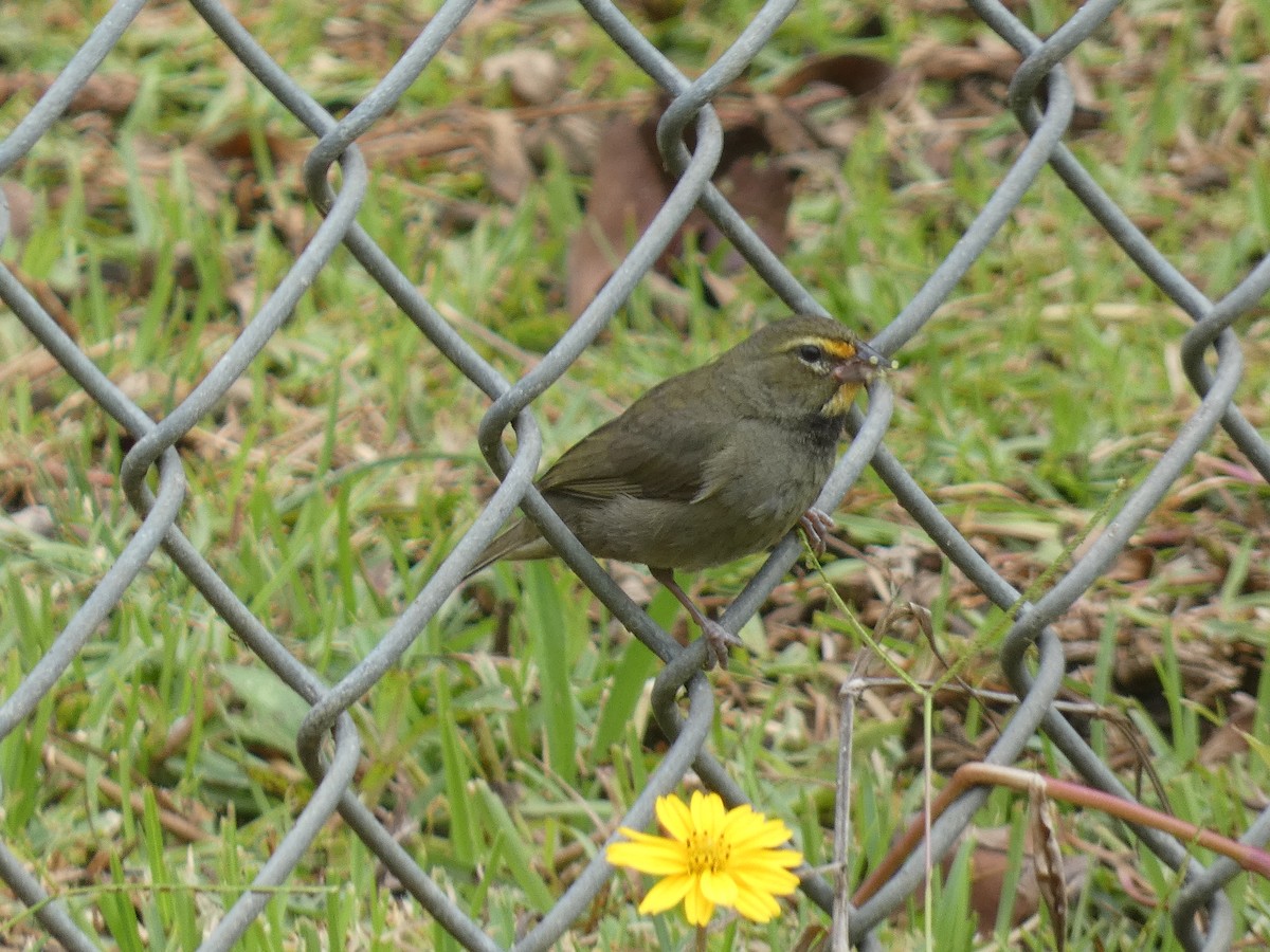 Yellow-faced Grassquit - ML637532985