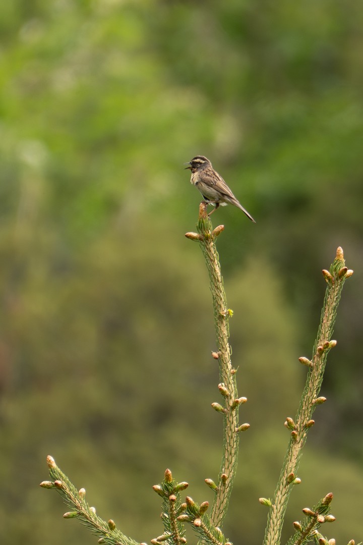 Black-throated Accentor - ML637532986
