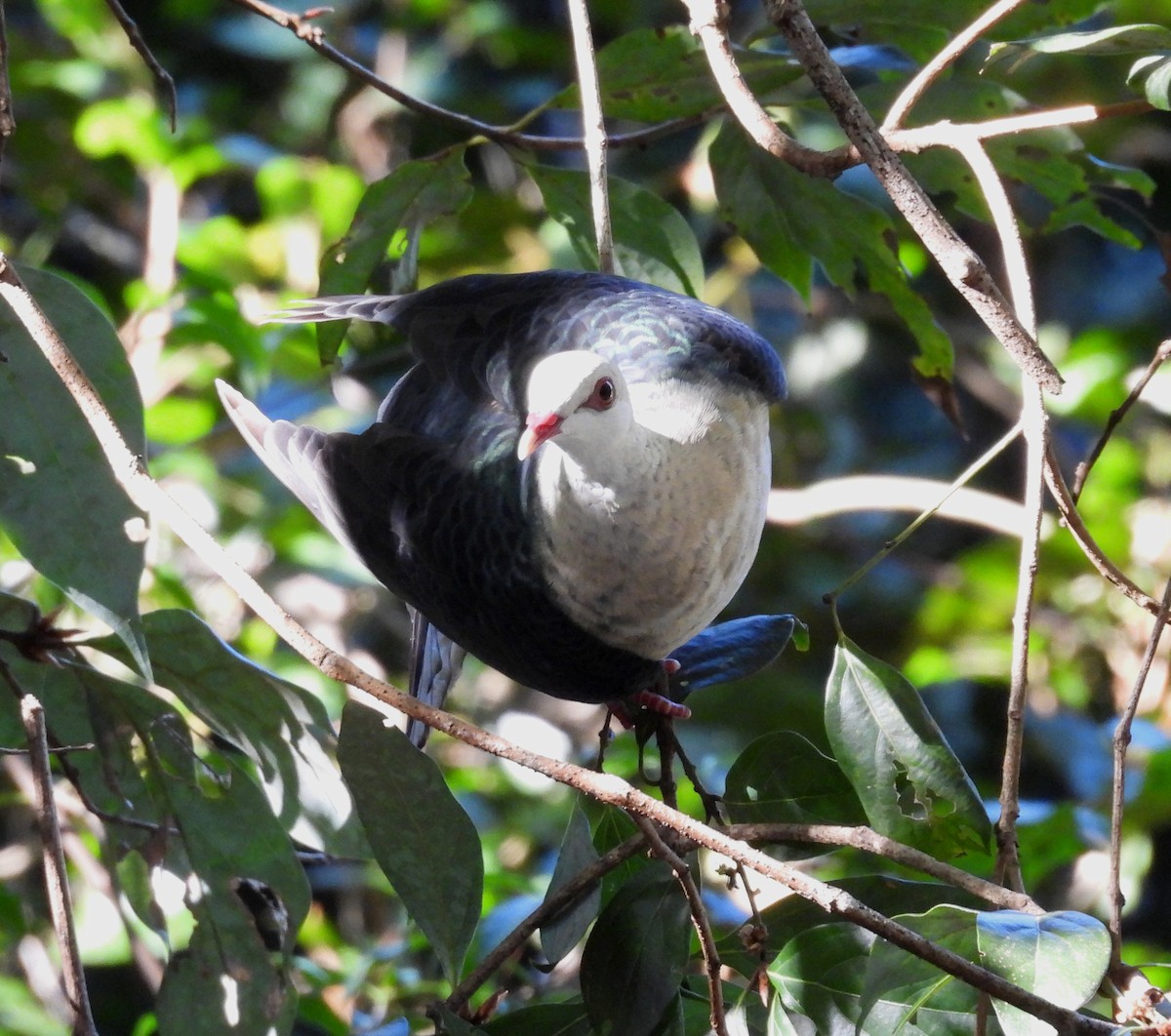 White-headed Pigeon - ML637532989