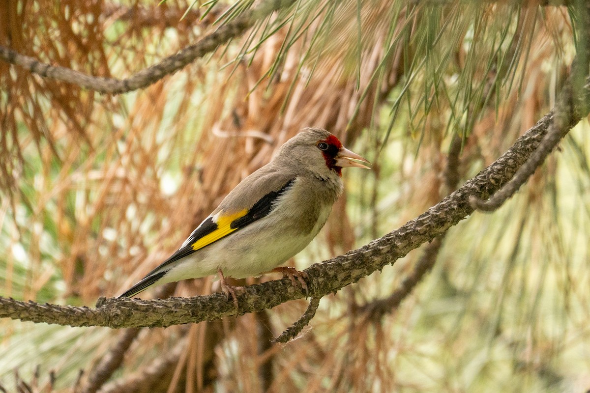 Gray-crowned Goldfinch - ML637532990