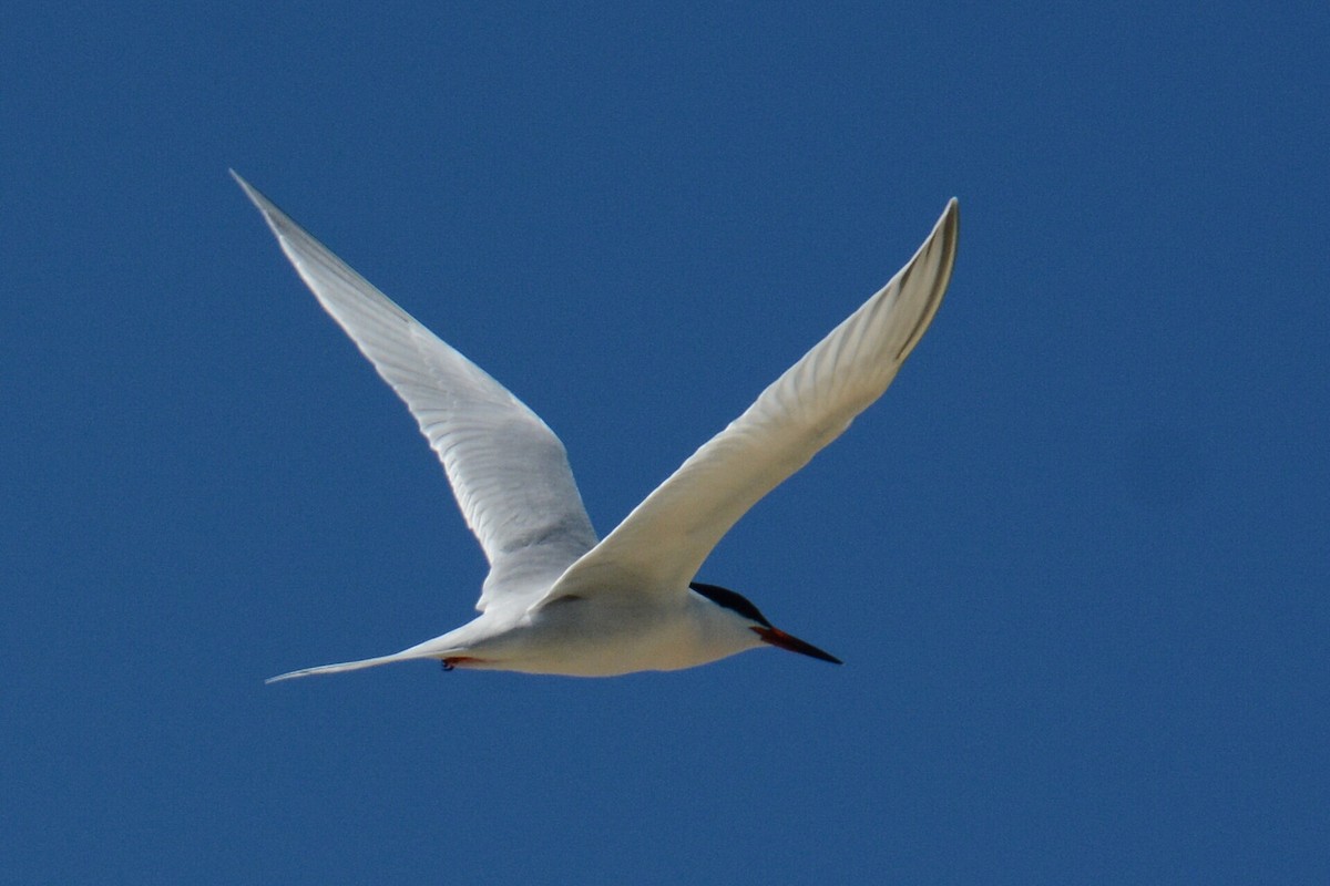 Roseate Tern - ML637533003