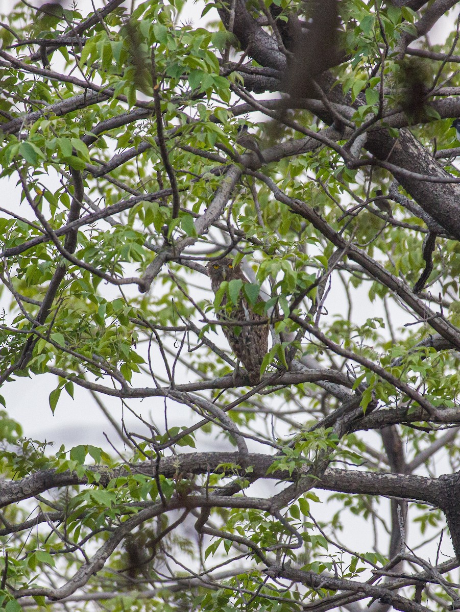 Brown Fish-Owl - ML637533010