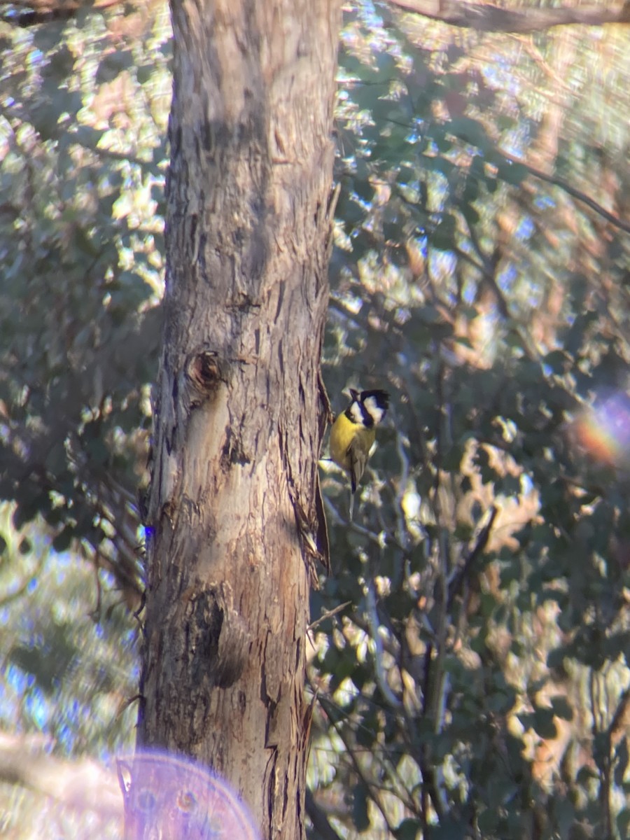 Eastern Shrike-tit - ML637533011