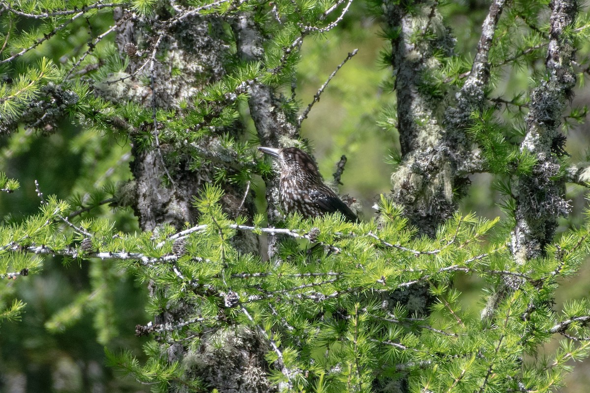Northern Nutcracker - ML637533013