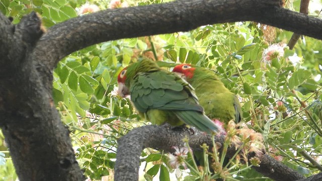 オナガアカボウシインコ - ML637533016
