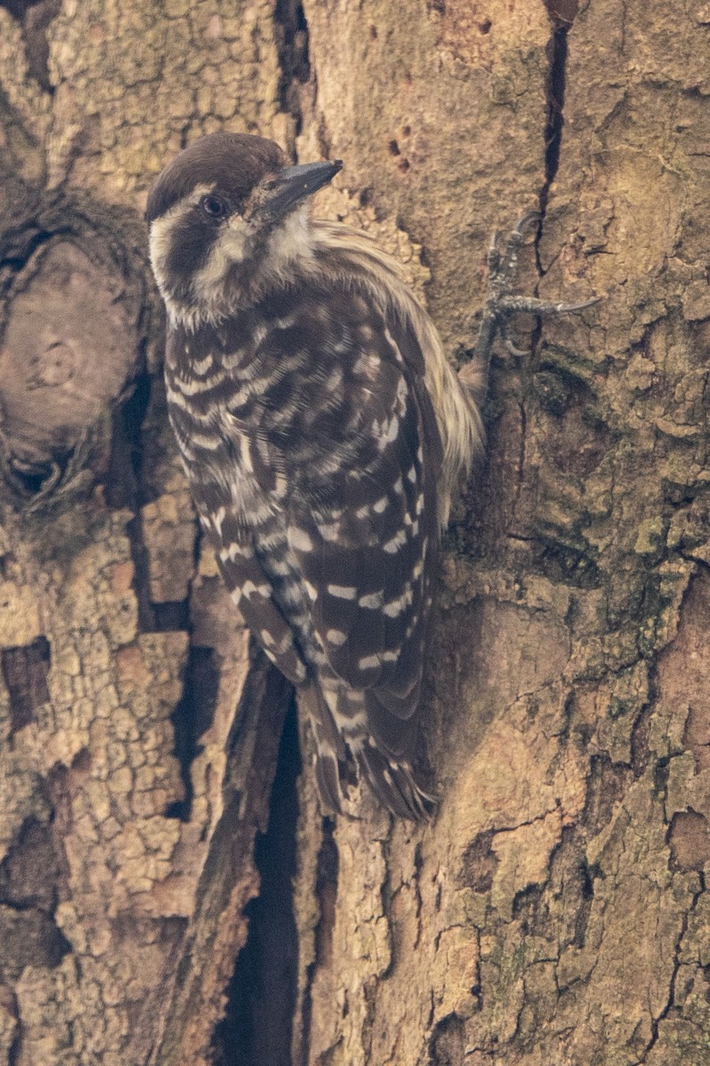 Sunda Pygmy Woodpecker - ML637533058