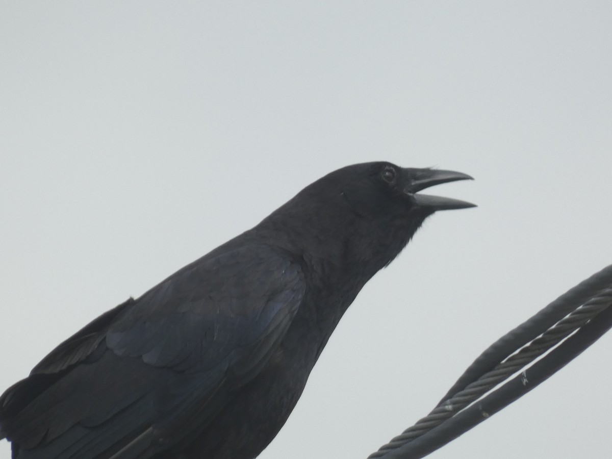 American Crow - ML637533105