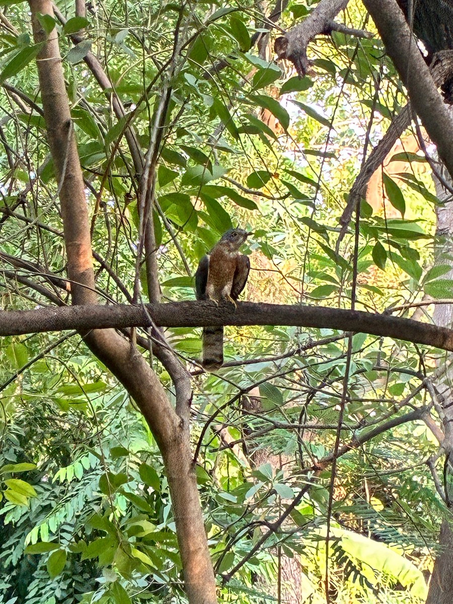 Common Hawk-Cuckoo - ML637533109