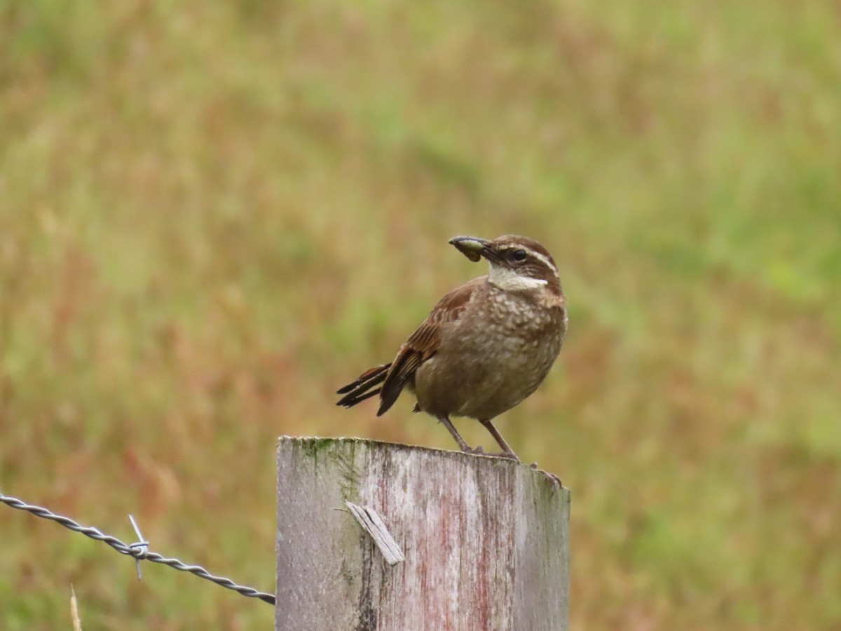 Stout-billed Cinclodes - ML637533131
