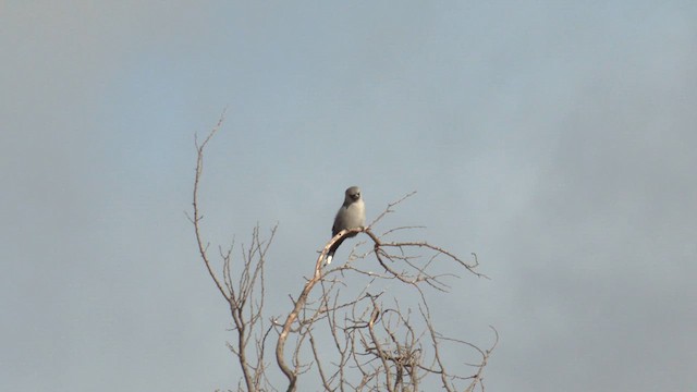 Black-faced Woodswallow - ML637533132