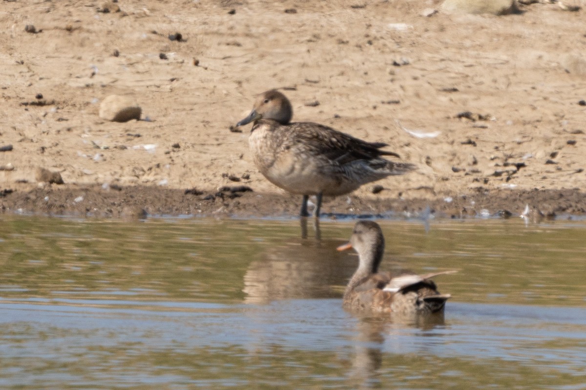 stjertand - ML637533144