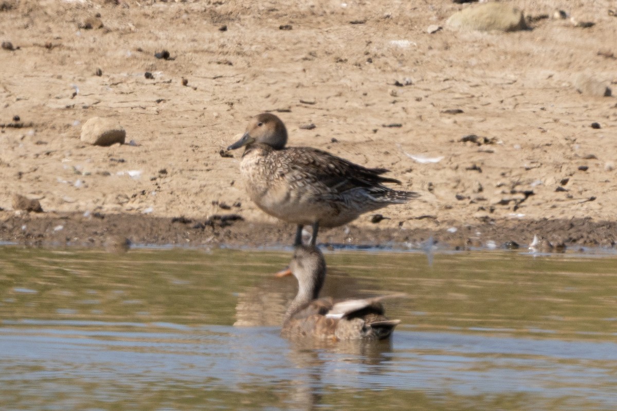 stjertand - ML637533145