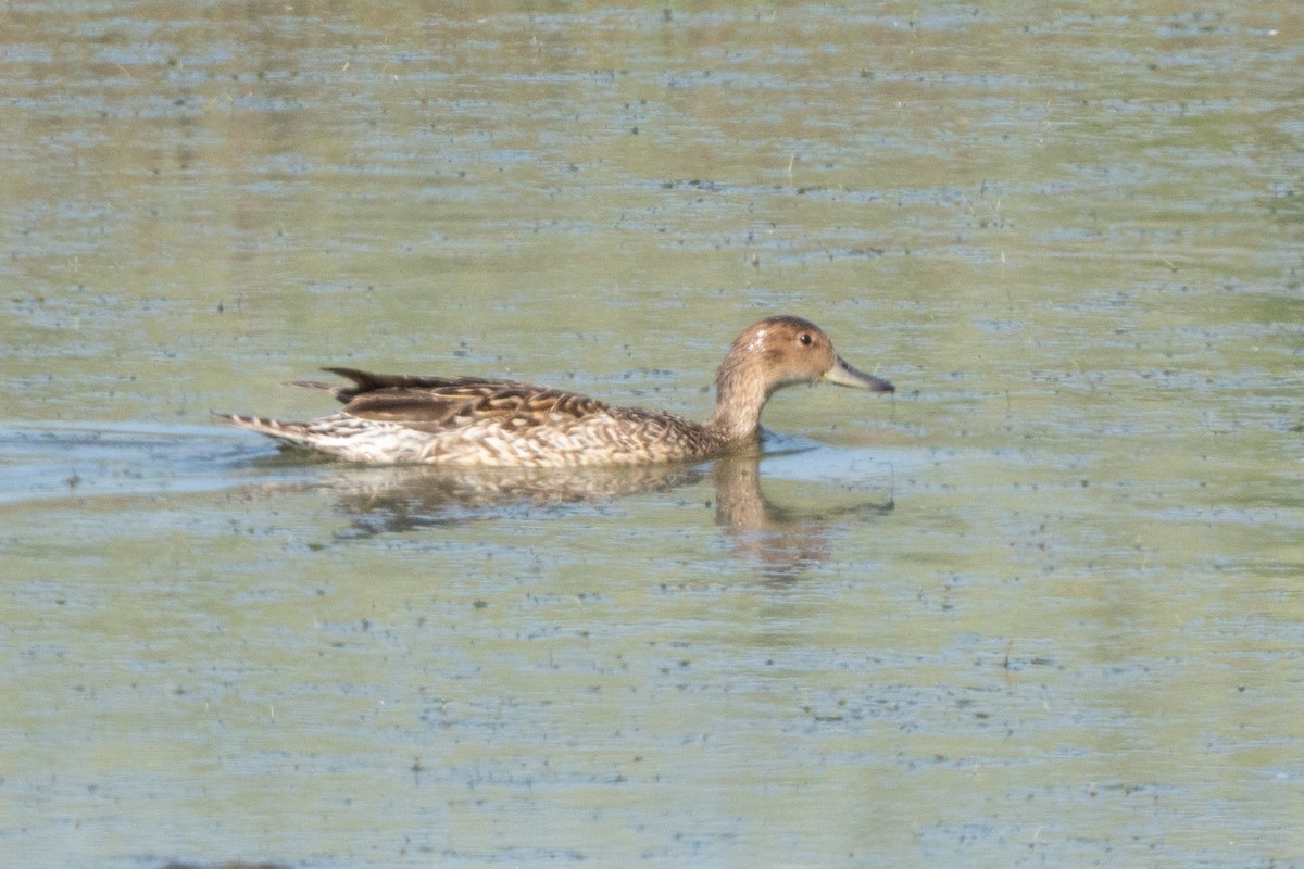 stjertand - ML637533146