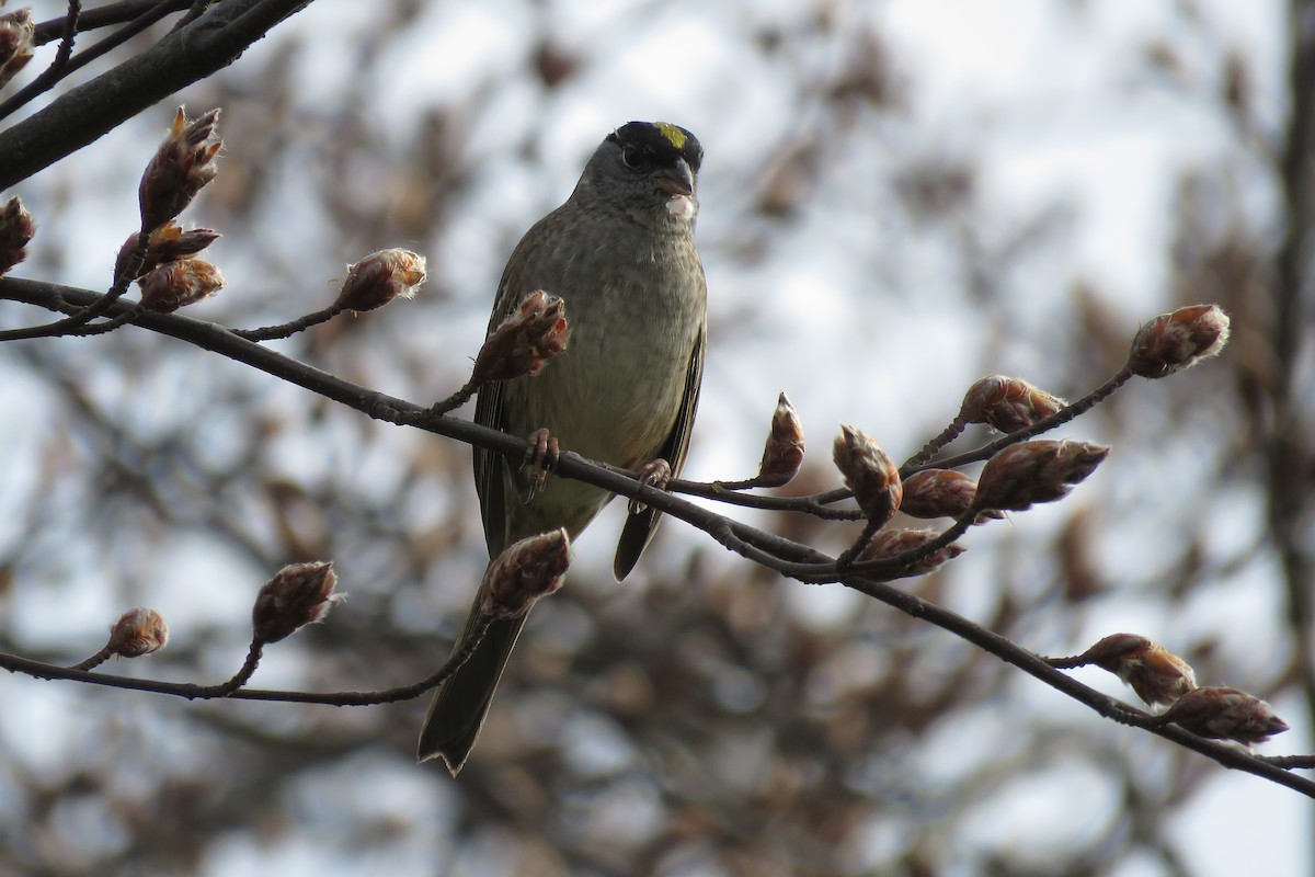 Golden-crowned Sparrow - ML637533157
