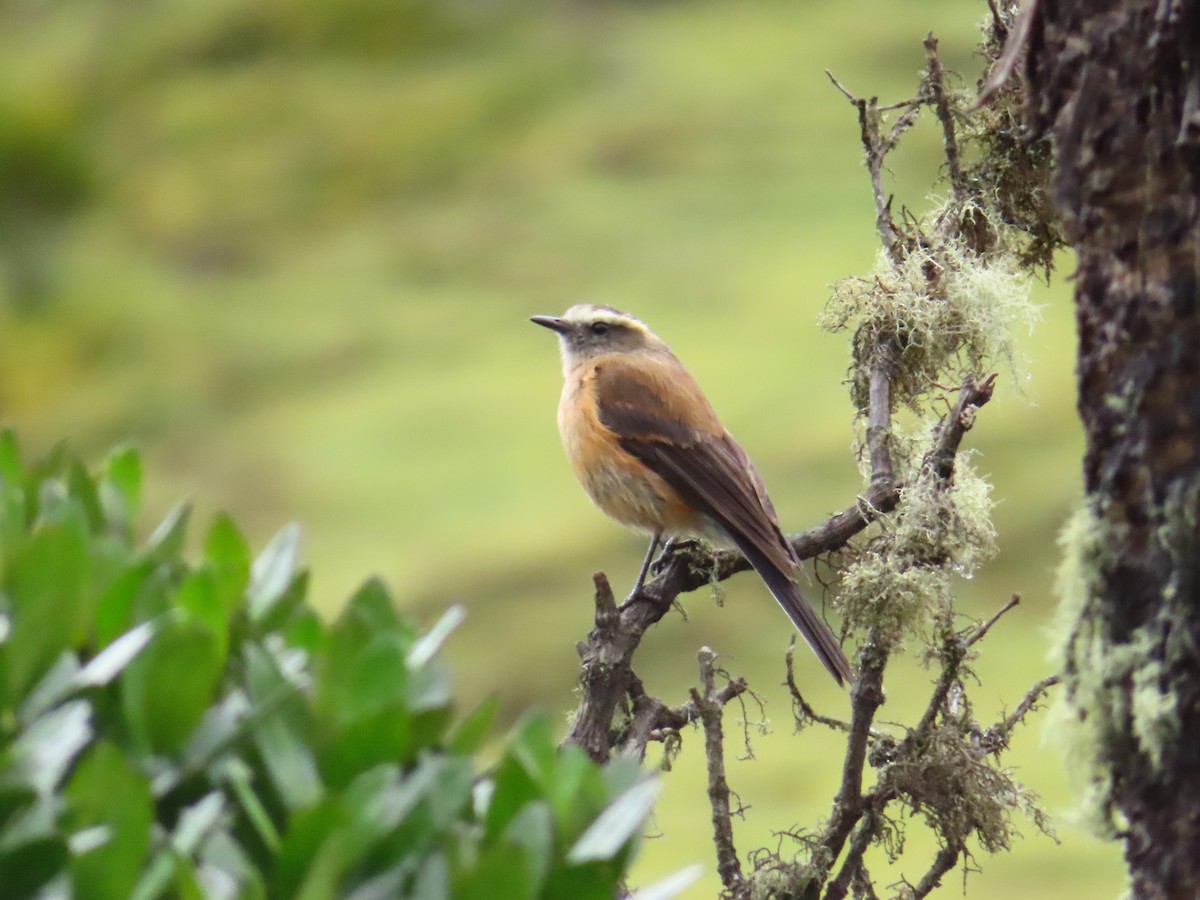 Brown-backed Chat-Tyrant - ML637533166