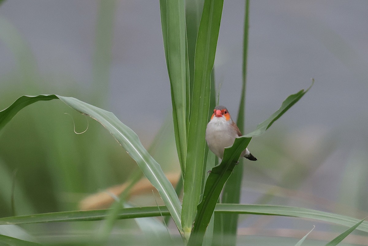 Orange-cheeked Waxbill - ML637533201