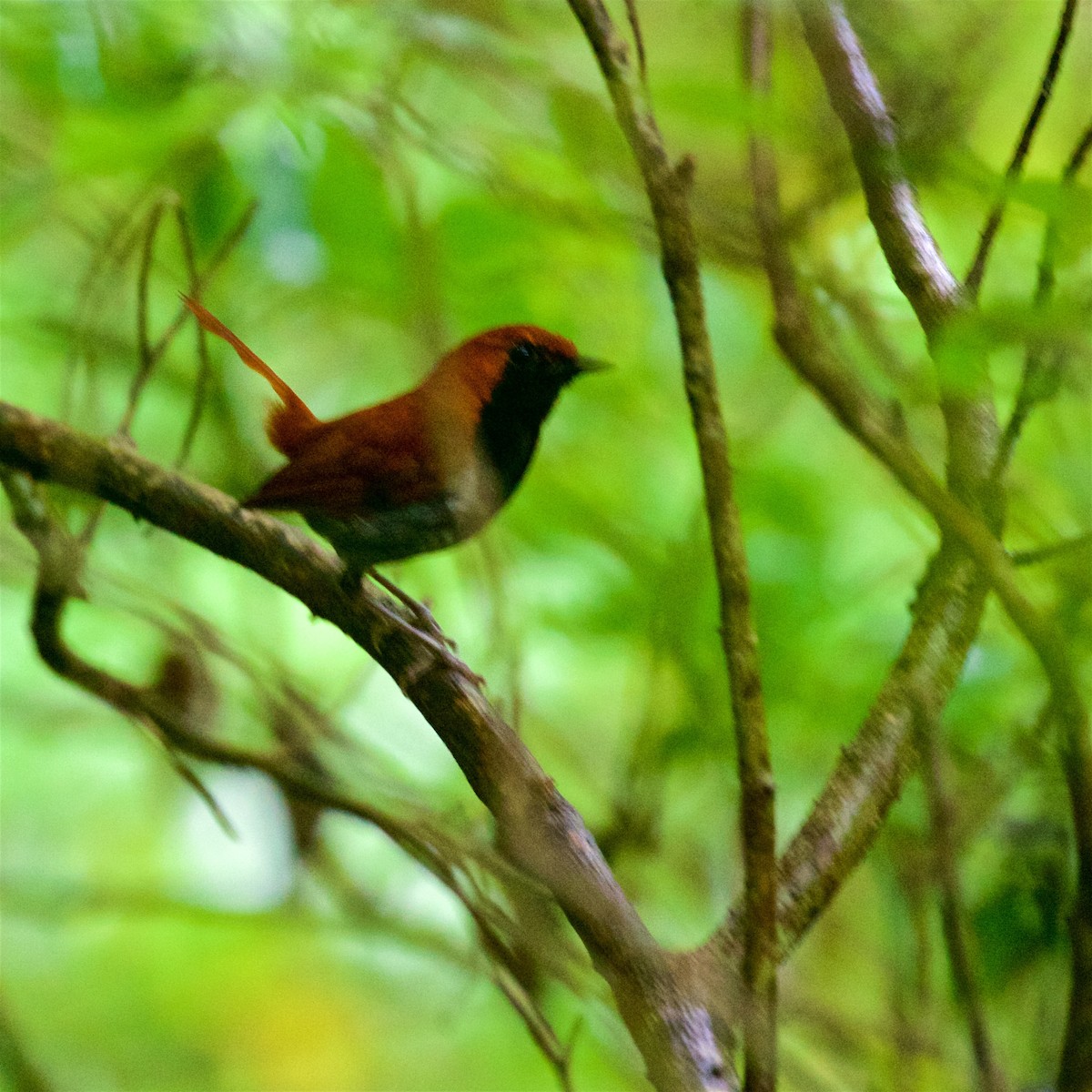 Okinawa Robin - ML637533205