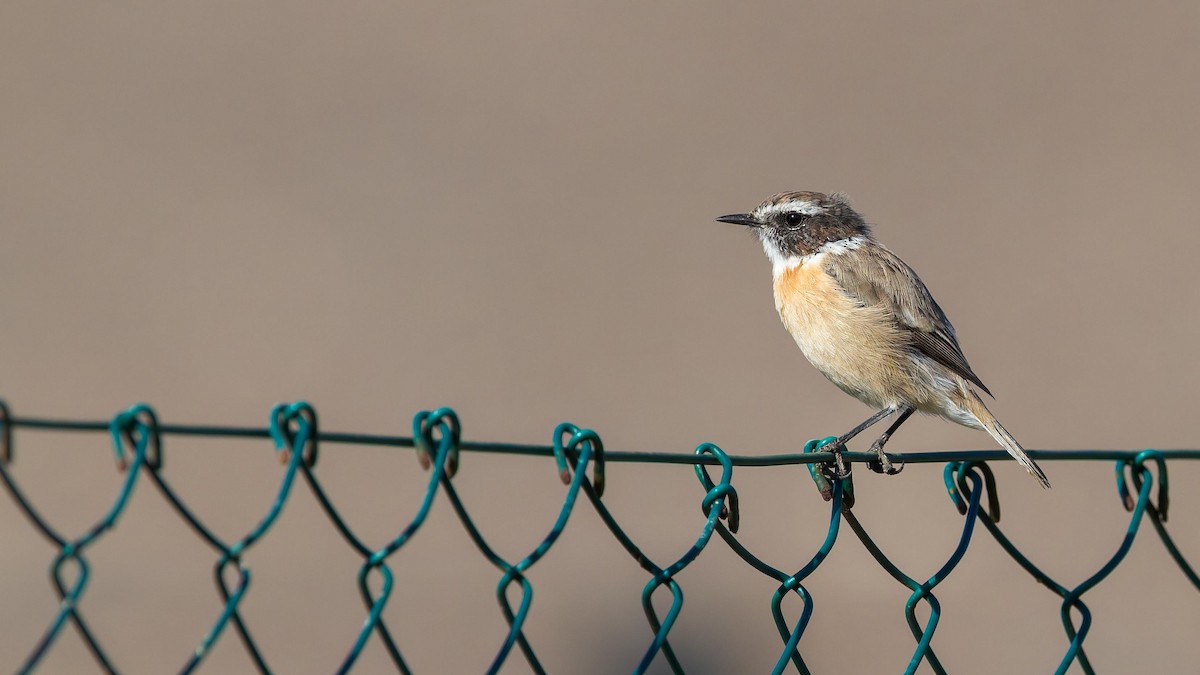 Fuerteventura Stonechat - ML637533221