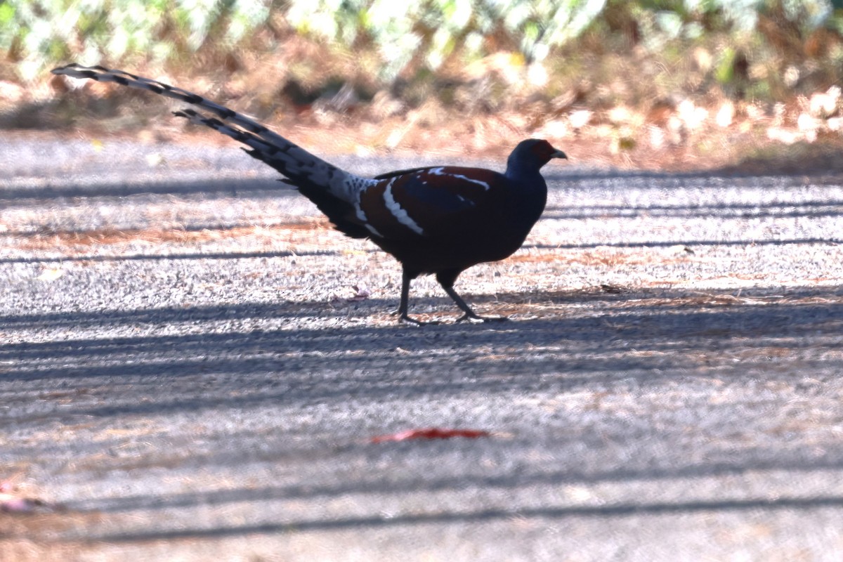 Mrs. Hume's Pheasant - ML637533234