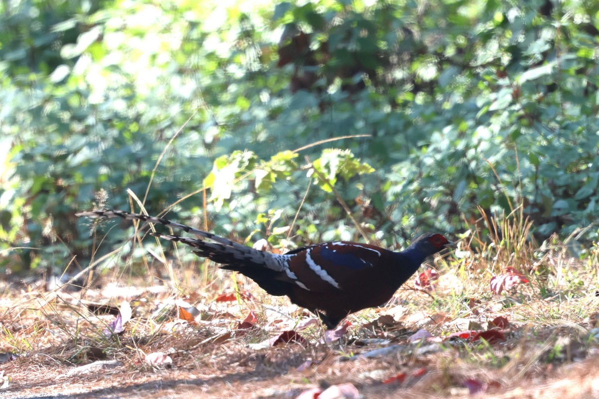 Mrs. Hume's Pheasant - ML637533235