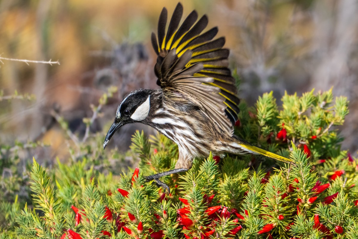 White-cheeked Honeyeater - ML637533242