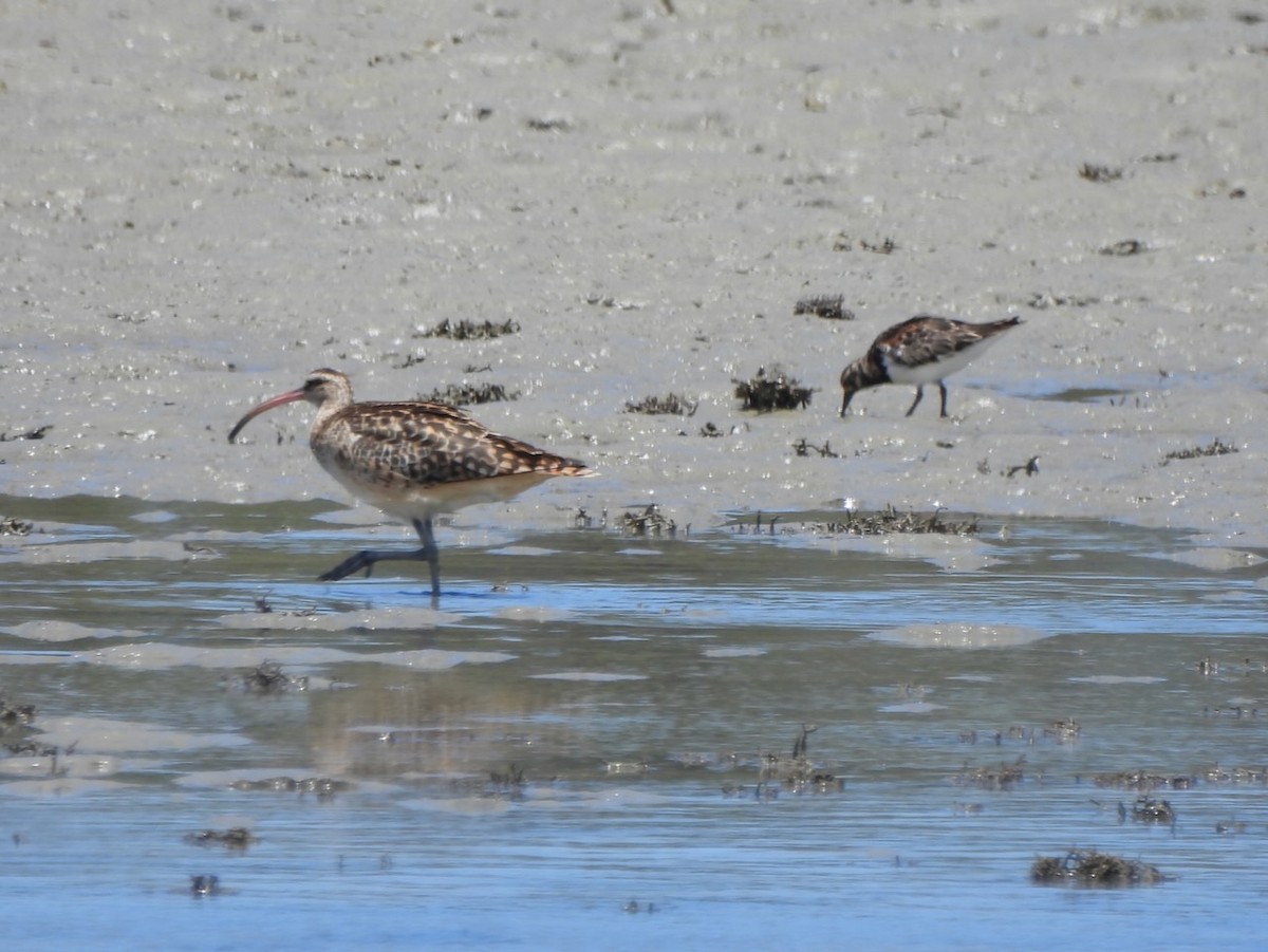 Bristle-thighed Curlew - ML637533247