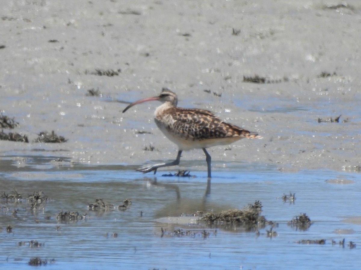 Bristle-thighed Curlew - ML637533248