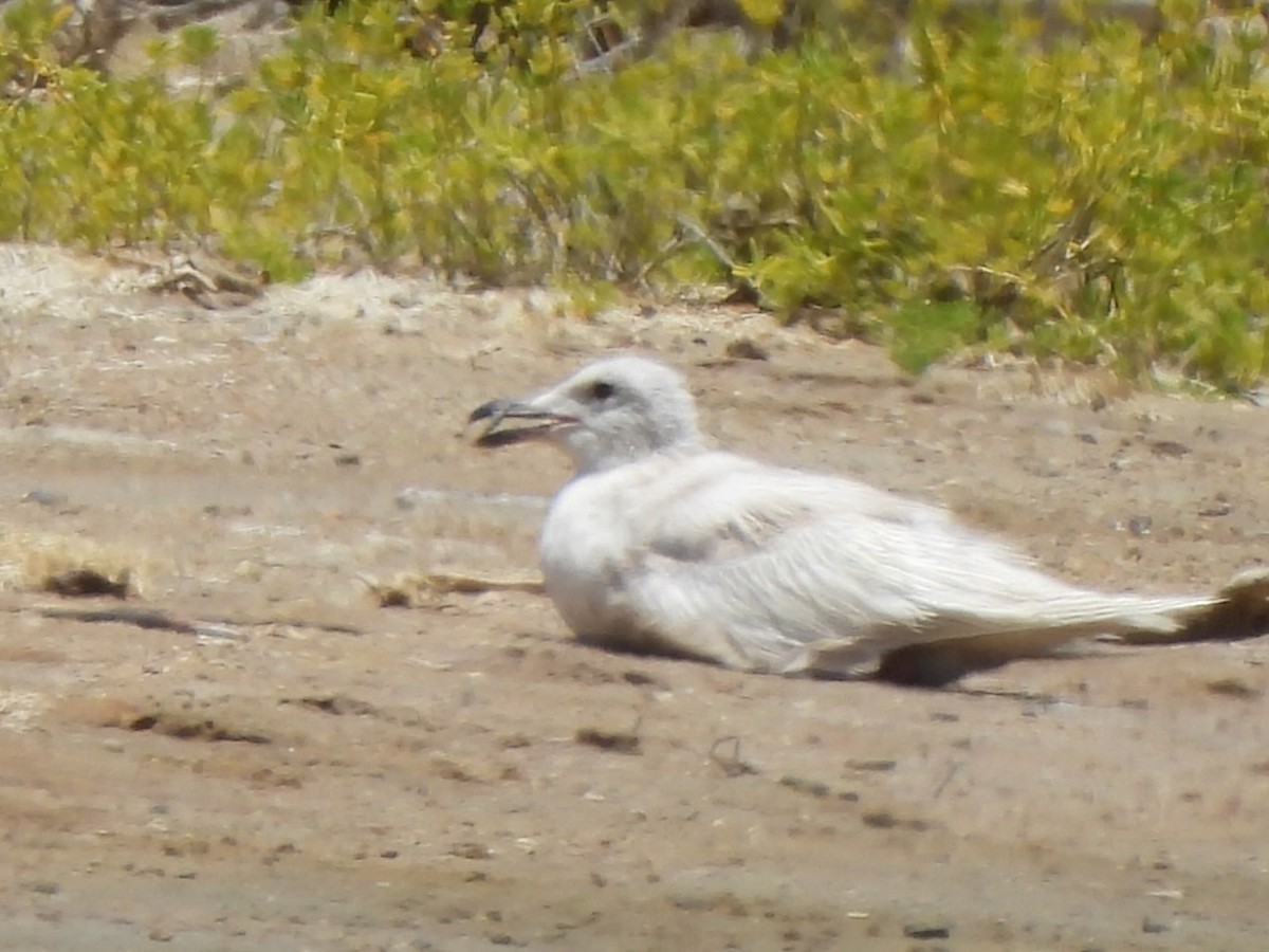 Goéland à ailes grises - ML637533285