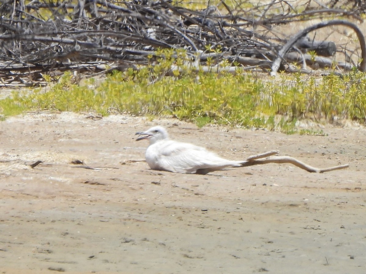 Goéland à ailes grises - ML637533286