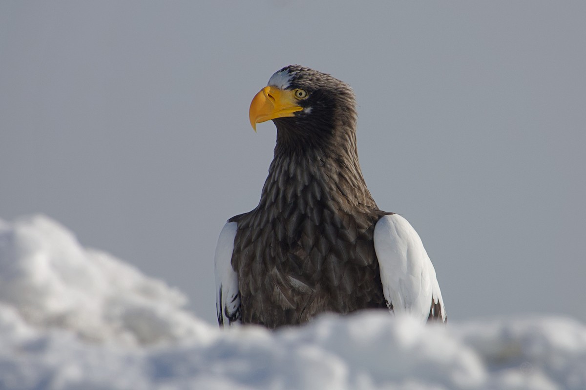 Steller's Sea-Eagle - ML637533293