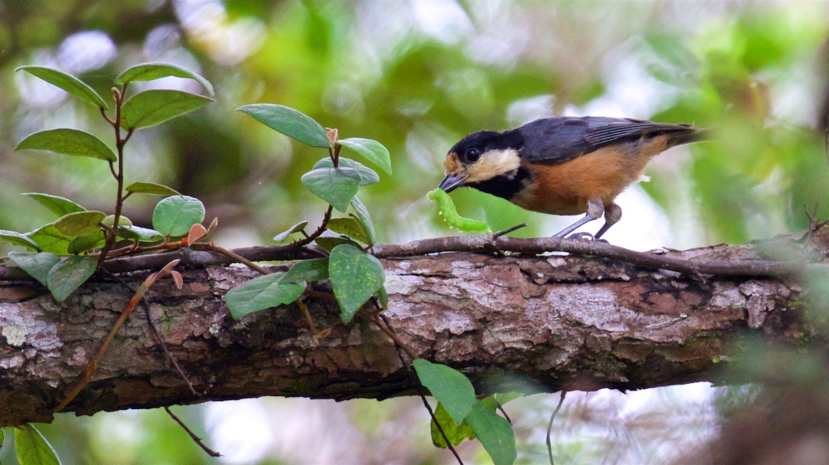 Varied Tit - ML637533302