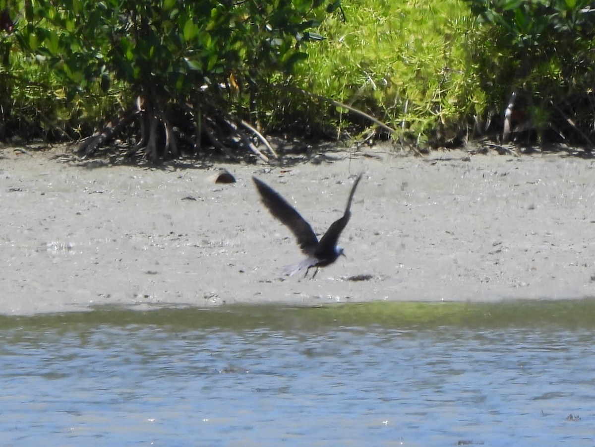 Black Noddy - ML637533320