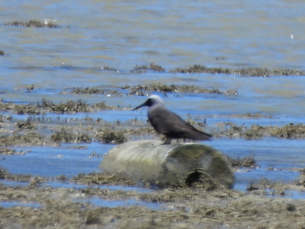 Black Noddy - ML637533321