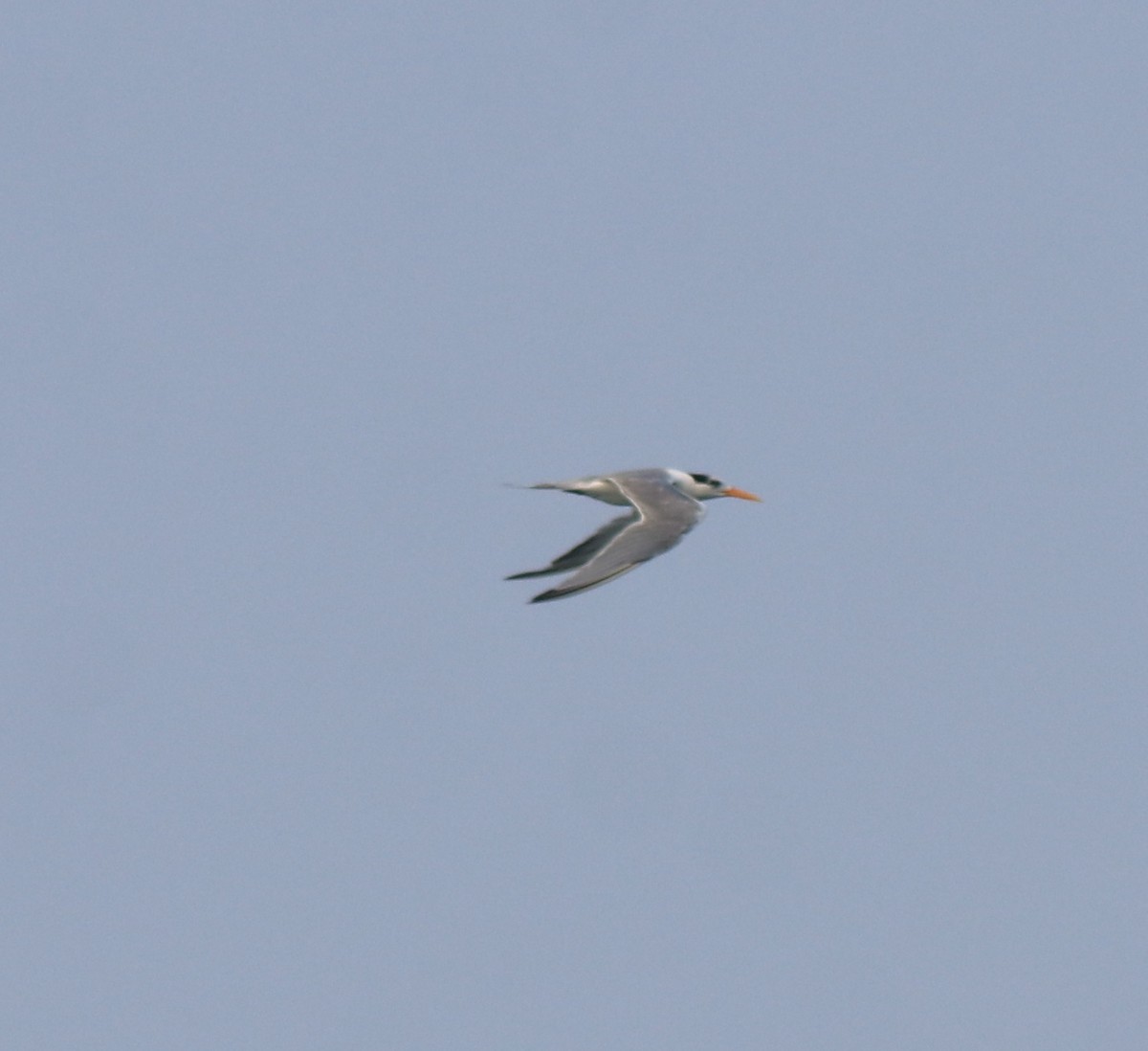 Lesser Crested Tern - ML637533373