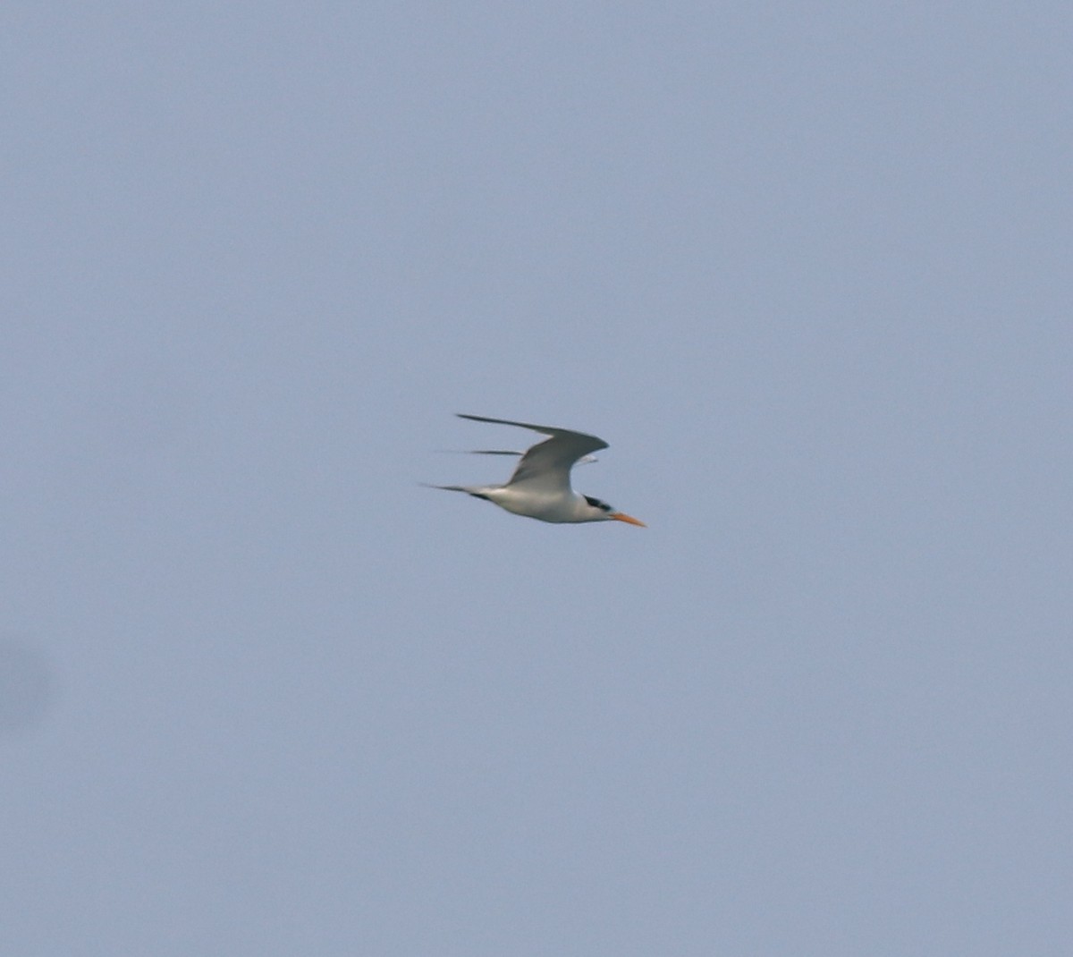 Lesser Crested Tern - ML637533374