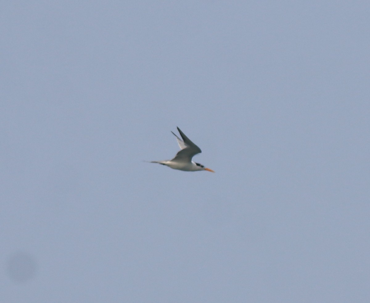 Lesser Crested Tern - ML637533375