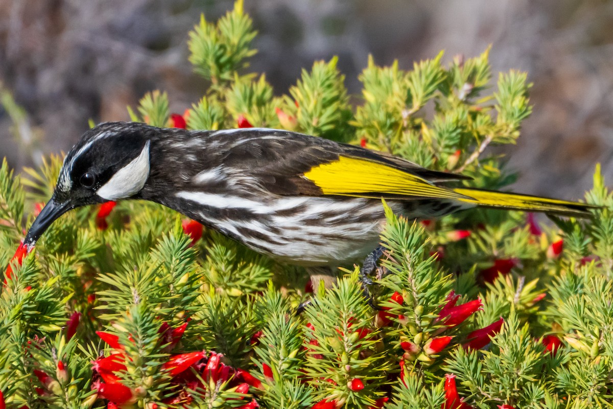 White-cheeked Honeyeater - ML637533395